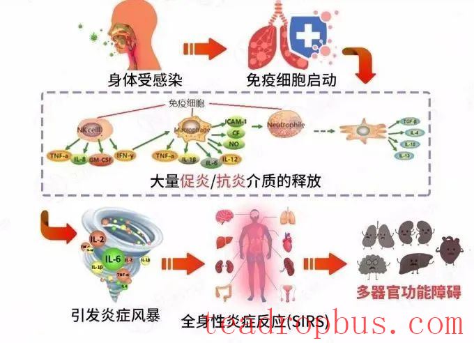 Discussion on the Immune-Regulating Effects of Anhua Dark Tea by Academician Zhonghua Liu's Team-4
