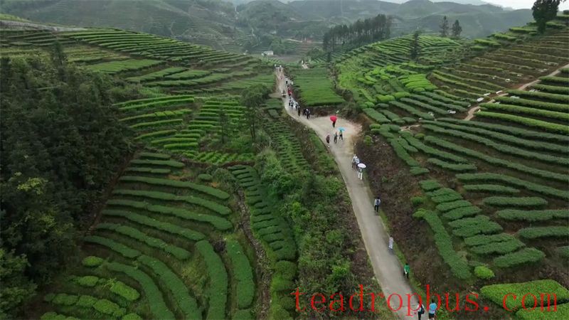 JieXi: Hosting Tea Tourism Events to Promote Integrated Development of Culture and Tourism-8