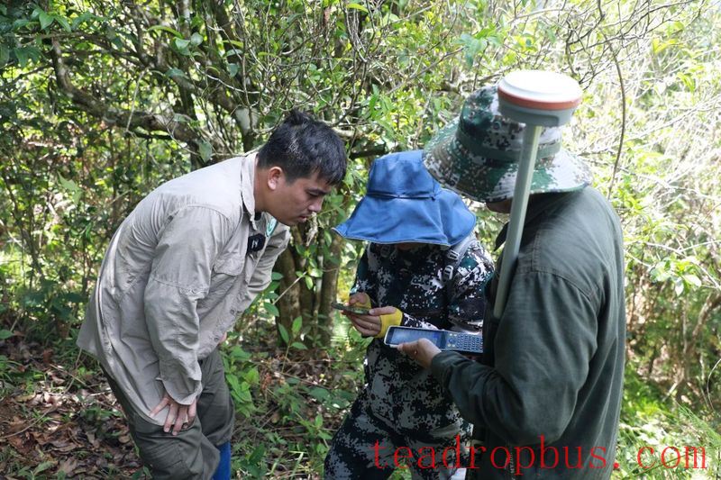 Exploring the Depths of Wuzhi Mountain, Hainan: A Census of Wild Large-Leaf Tea Trees-3