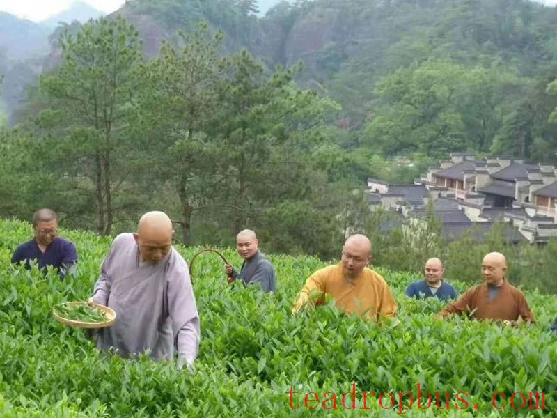 A Thousand-Year Cup of Tea —— The Indissoluble Bond Between Wuyi Rock Tea and Buddhism-8