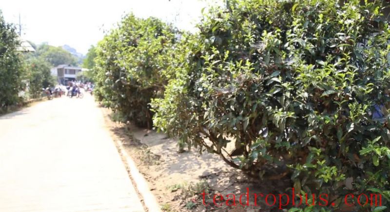 Lao Xu on Tea: The tea trees by the roadside in Pasha Zhongzhai are doing well, and the ancient tea trees in the tea garden have just sprouted!-3