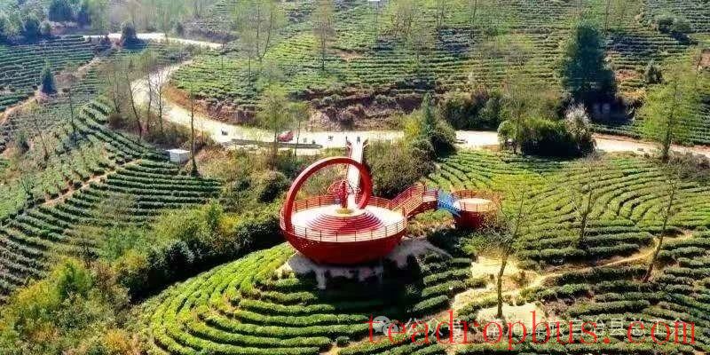 Nanjian County Implements Precision Talent-Gathering Plan to Support the Construction of a Tea Industry Workforce-13