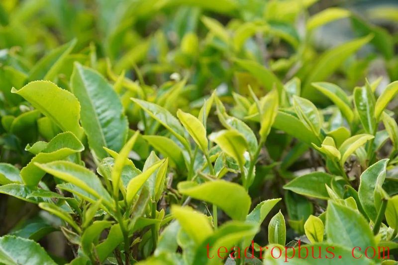 During the Spring Tea Season, the Jingmai Mountain is filled with the sweet fragrance of freshly processed tea.-1