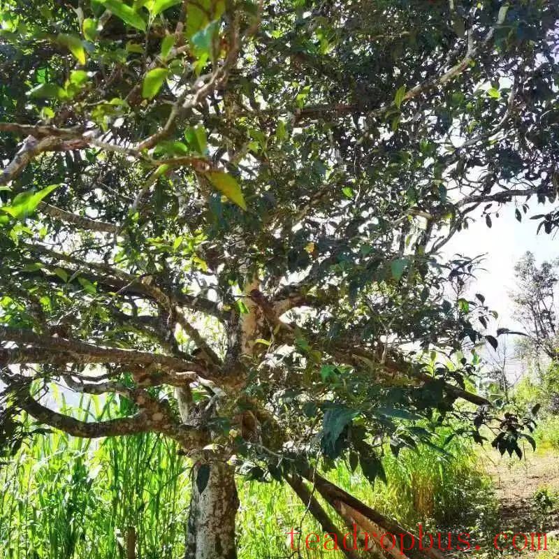 Busy Tea-Picking in Spring in Lancang; Manglang Town's Ancient Tea Trees Fragrant-3