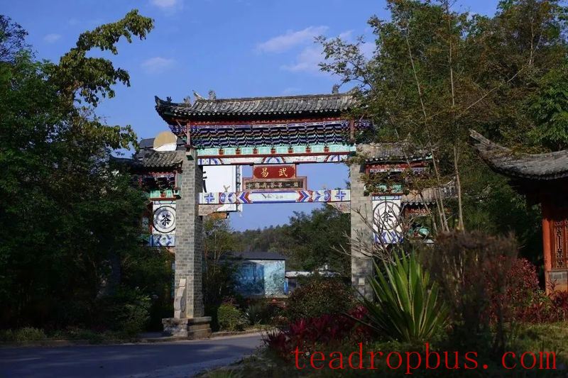 The Ancient Tea Town of Yiwu, Granted the Title 