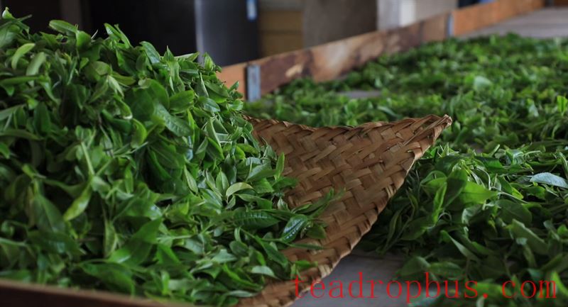 Puer Ning'er: Empowering Tea Culture Inheritance and Development with Intangible Cultural Heritage Techniques-2