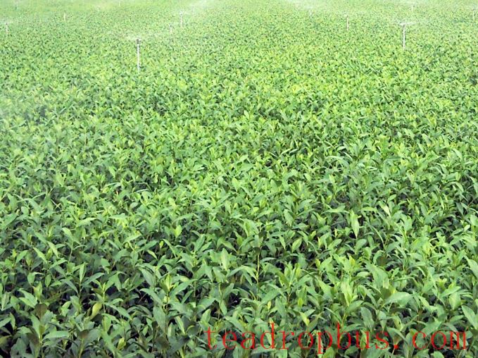 Unbearable Heat: Emergency Measures for Drought in Tea Gardens!-5