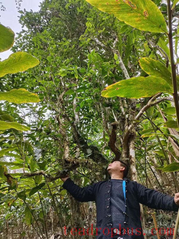 Majiepo County's Quest for Spring Tea: The Xijin Factory Wild Ancient Tree Tea Garden-3