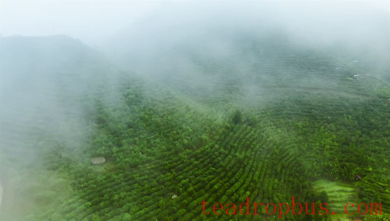 Malipo County: Ascend Spring Mountains to Harvest Spring Tea, Embark on a Quest for the 