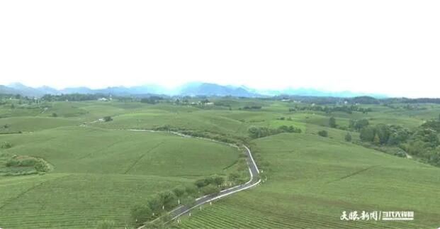 Moutan Tea Industry: Forging New Paths in the 