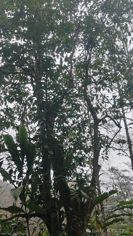 Majiepo County's Quest for Spring Tea: The Xijin Factory Wild Ancient Tree Tea Garden-1