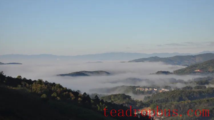 Tea Fragrance in Xishuangbanna: The Famous Pu'er Mountain - Mangsong Tea Mountain in Menghai-1