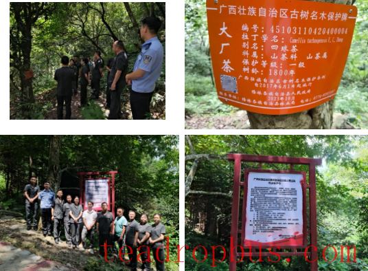 Lonlin Court Issues Judicial Protection Order for Ancient Tea Trees-1