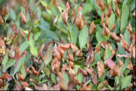 What are the impacts of meteorological disasters on the development of tea plants? With countermeasures included.-8