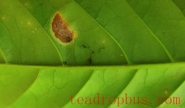 News-624x366-2025-CoffeeDisease.jpg News-624x366-2025-CoffeeDisease.jpg