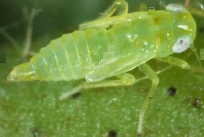 tea greenfly