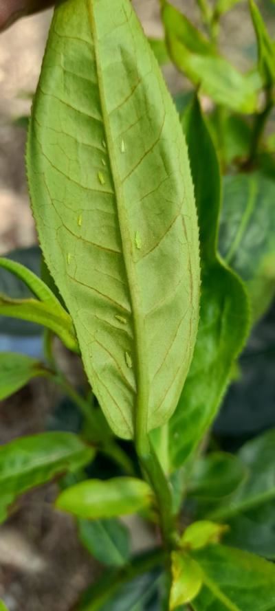 tea pest greenfly
