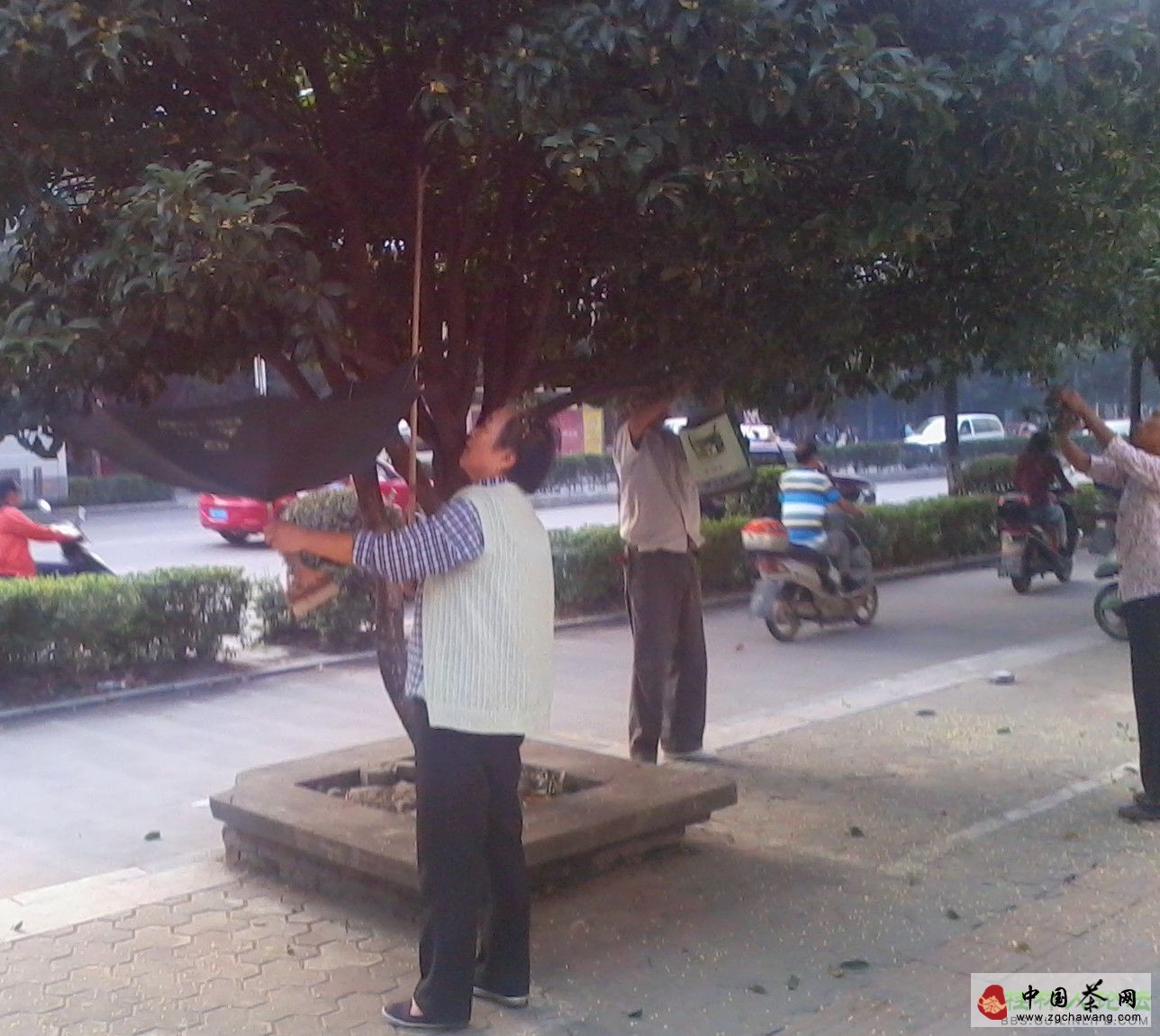 Golden flowers covering the ground