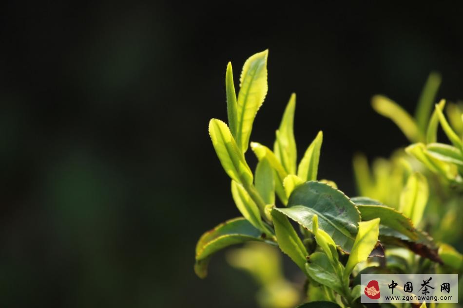 Tea tree buds image