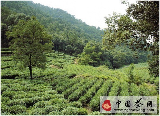 Planting Techniques for Huangshan Maofeng Organic Tea