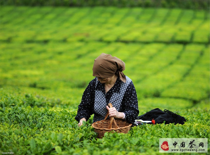 Tea garden tea picking picture