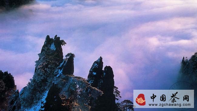 Black Tea Story Legend