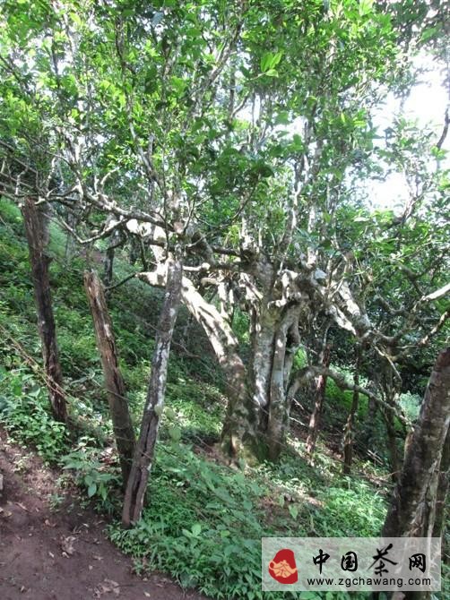 Picture of ancient Pu-erh tea trees