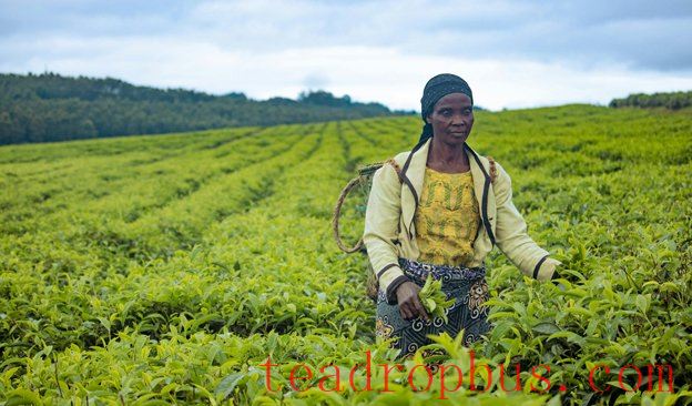 News-624x366-2025-KenyaTea-01.jpg News-624x366-2025-KenyaTea-01.jpg