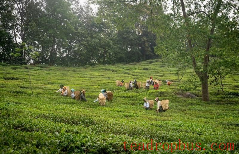 makaibari tea treasures