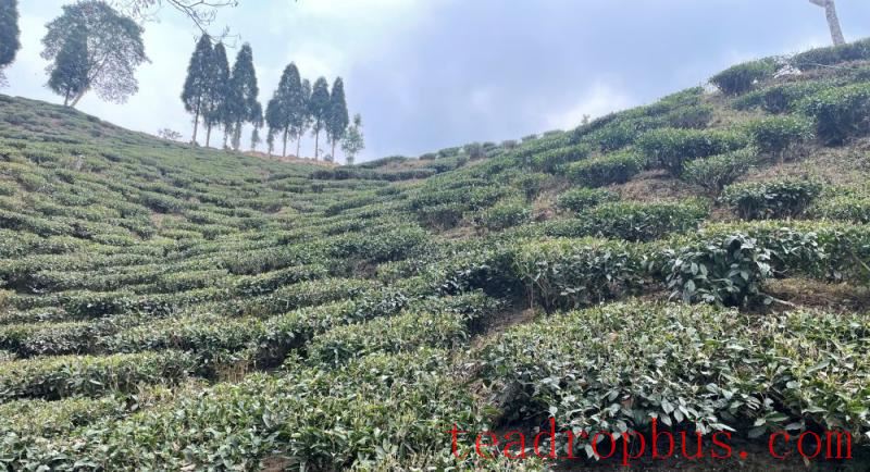 non-colonial tea estate