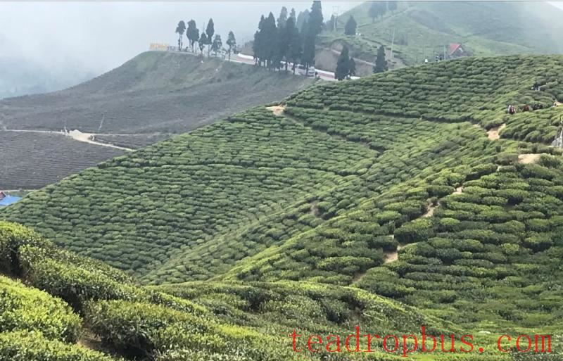 tea in culinary dishes