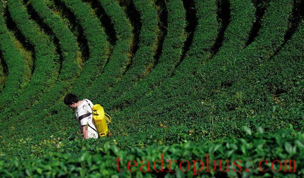 News-624x366-2025-PesticideSprayTea.jpg