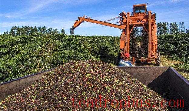 News-624x366-2026-CoffeeHarvest.jpg