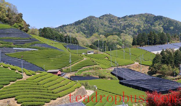 News-624x366-2026-ChinaTeaField.jpg