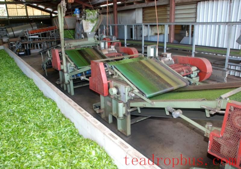 daintree tea company