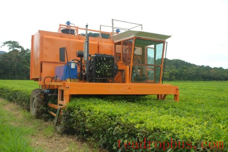 daintree tea company