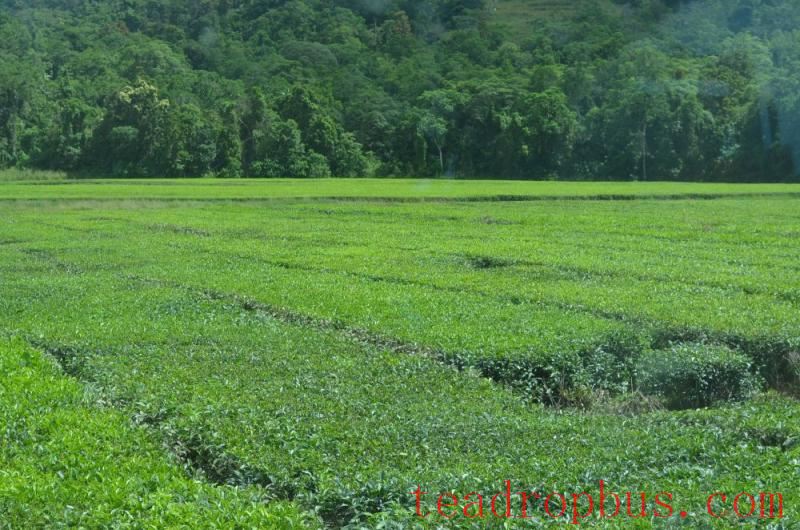daintree tea company