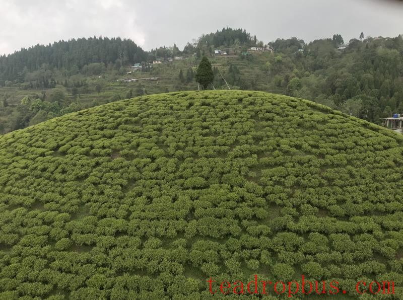 The Saria family’s Gopaldhara Tea Estate in Mirik area of Darjeeling, which features high altitude Darjeeling tea of several varieties including White, Oolong, and Green, in addition to the regular Darjeeling flushes.