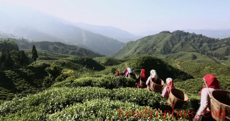 Pluckers set out at 7 AM at Margaret’s Hope Tea Estate to start their shift for which they’ll get paid just Rs. 250