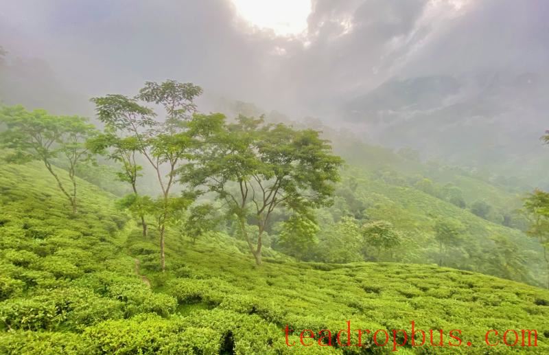 Mist rolls in at Singell Tea Garden owned by Tea Promoters India Pvt. Ltd., one of their five organic Darjeeling gardens.