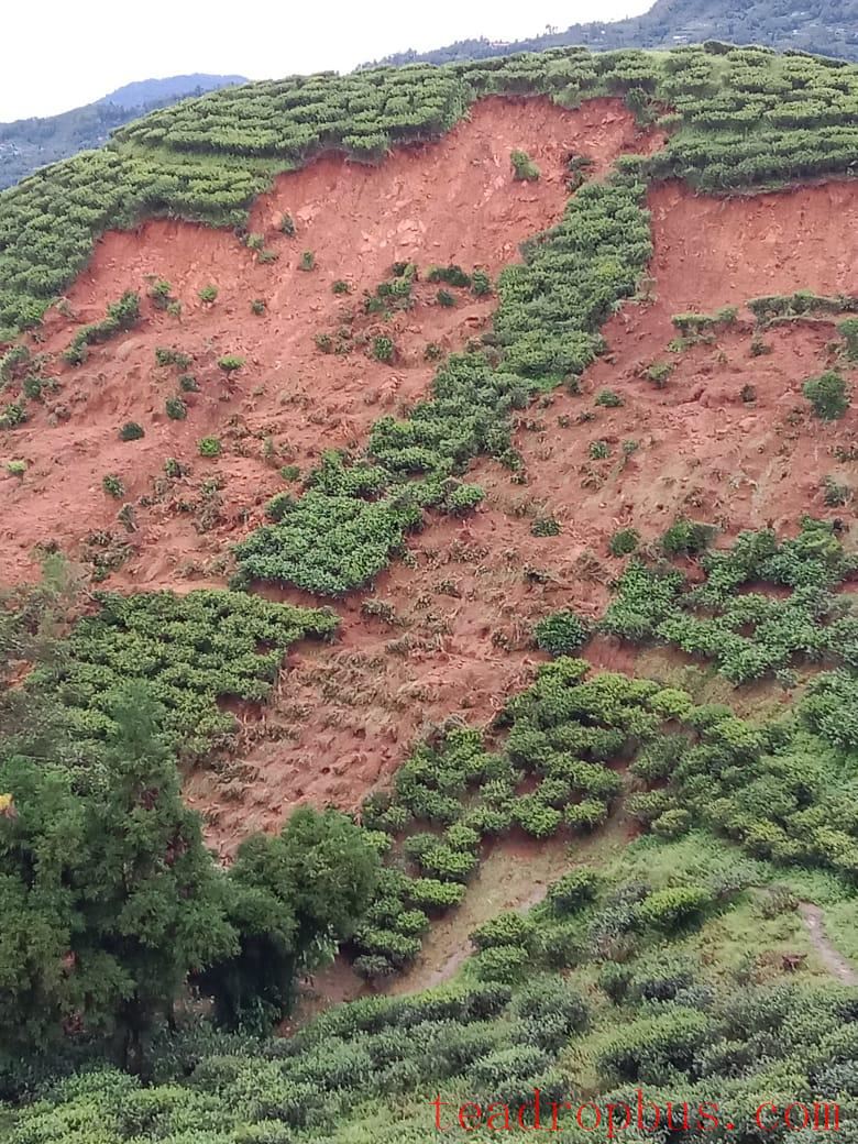 darjeeling storm damage to tea estates