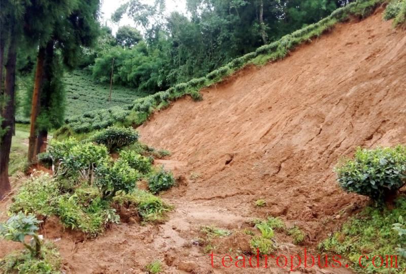 rain storm destroys tea in India Darjeeling