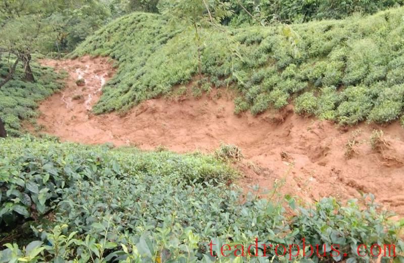 Indian tea damaged by storm