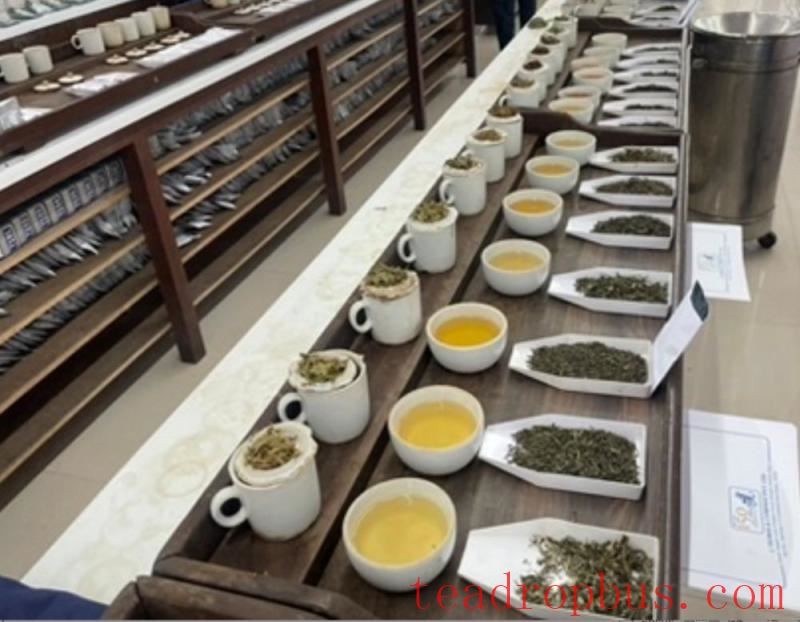 darjeeling tea the champagne of teas