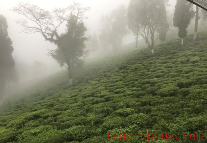 darjeeling tea tasting